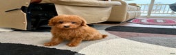 Maltipoo dogs for sale: Red Sugar  - Ad 8