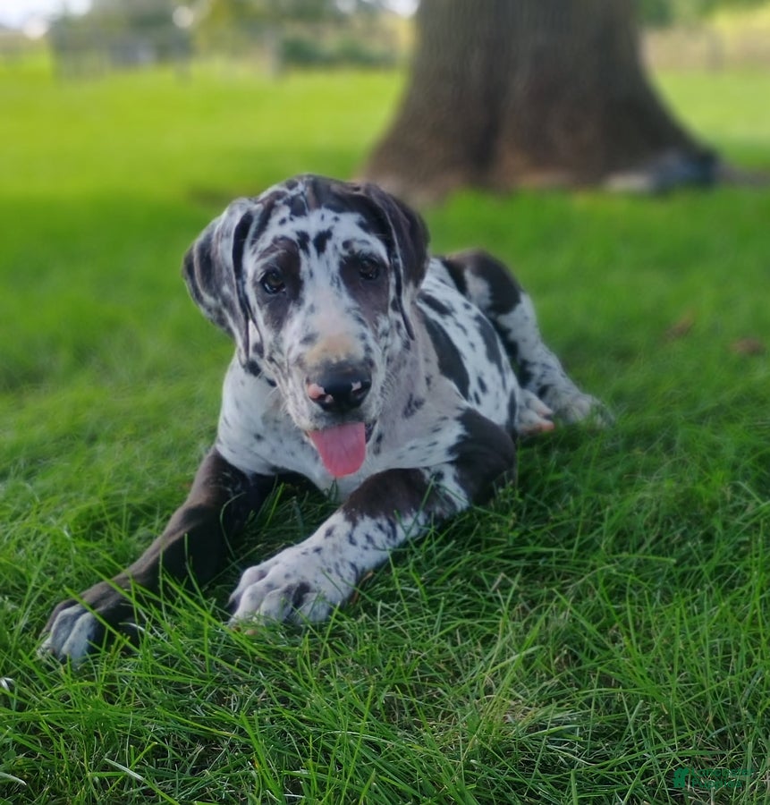 Great Dane dogs Travis - Ad 1