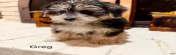 Morkie dogs for sale: 1 Greg - Ad 1