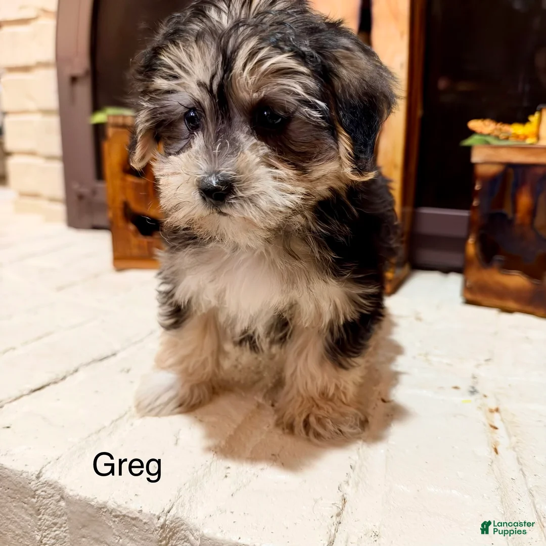 Morkie dogs for sale: 1 Greg - Ad 1