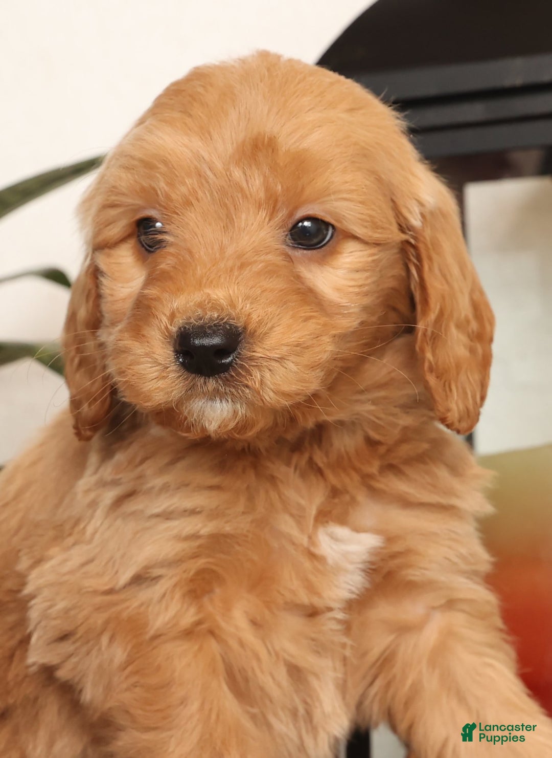 Mini Goldendoodle dogs for sale: Murphy - Ad 9