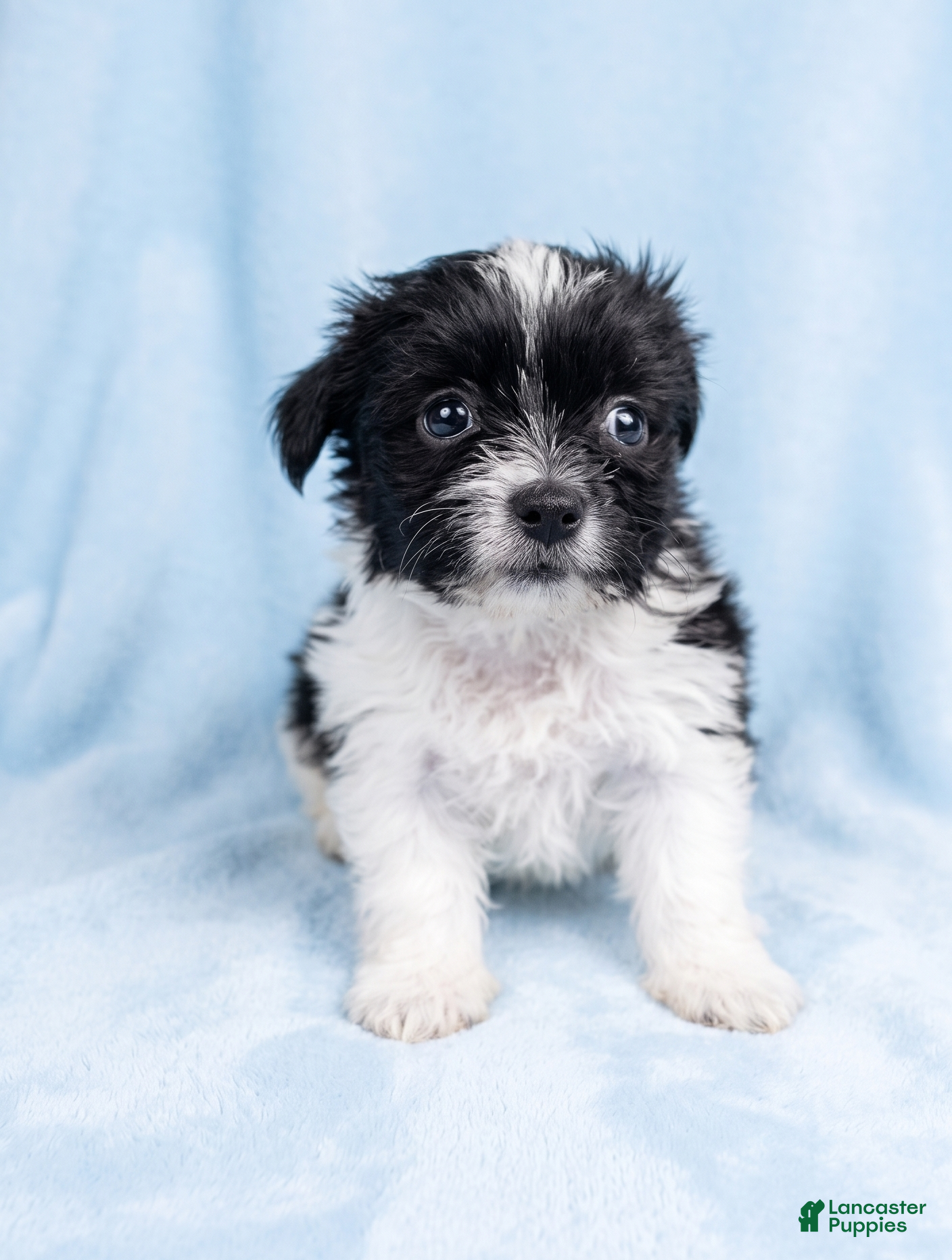 Mixed Breed dogs Ozzie - Ad 2
