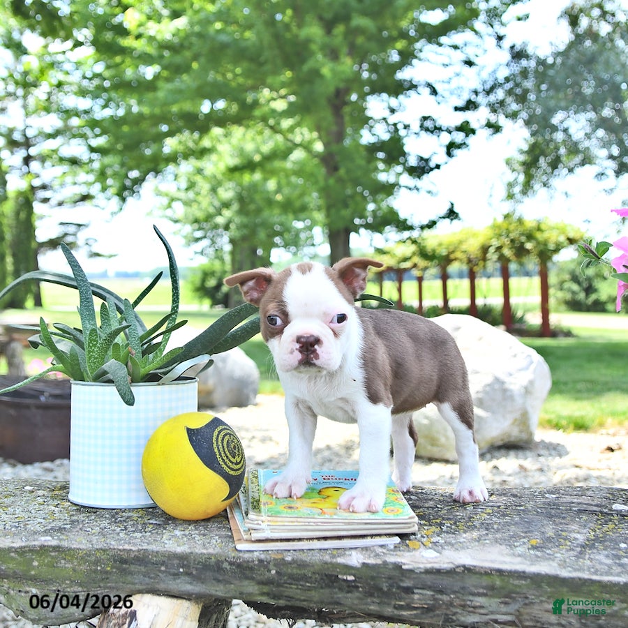 Boston Terrier dogs Kori - Ad 2