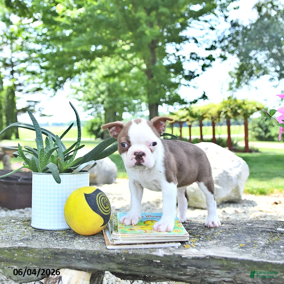 Boston Terrier dogs for sale: Kori - Ad 2