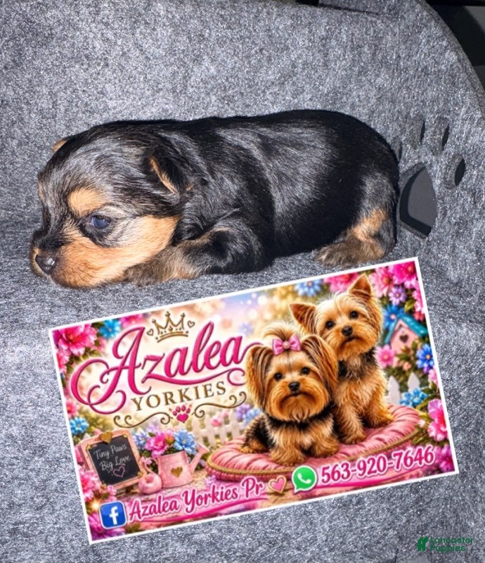 Yorkshire Terrier dogs Girl 1 - Ad 20