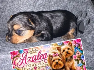 Yorkshire Terrier dogs Girl 1 - Ad 20