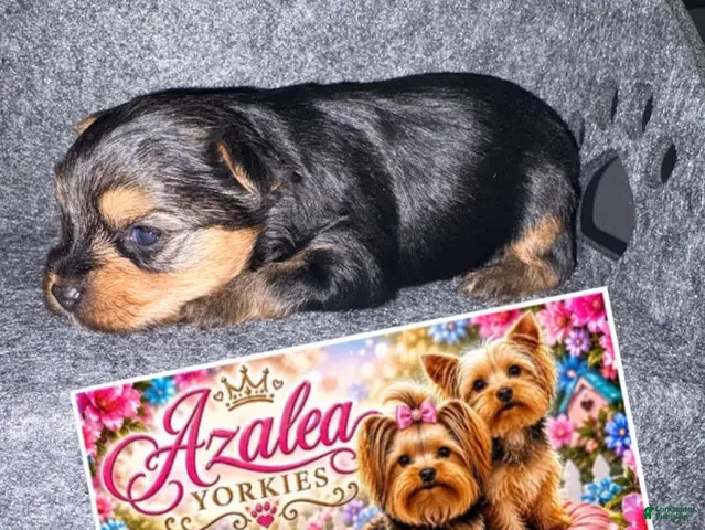 Yorkshire Terrier dogs Girl 1 - Ad 24