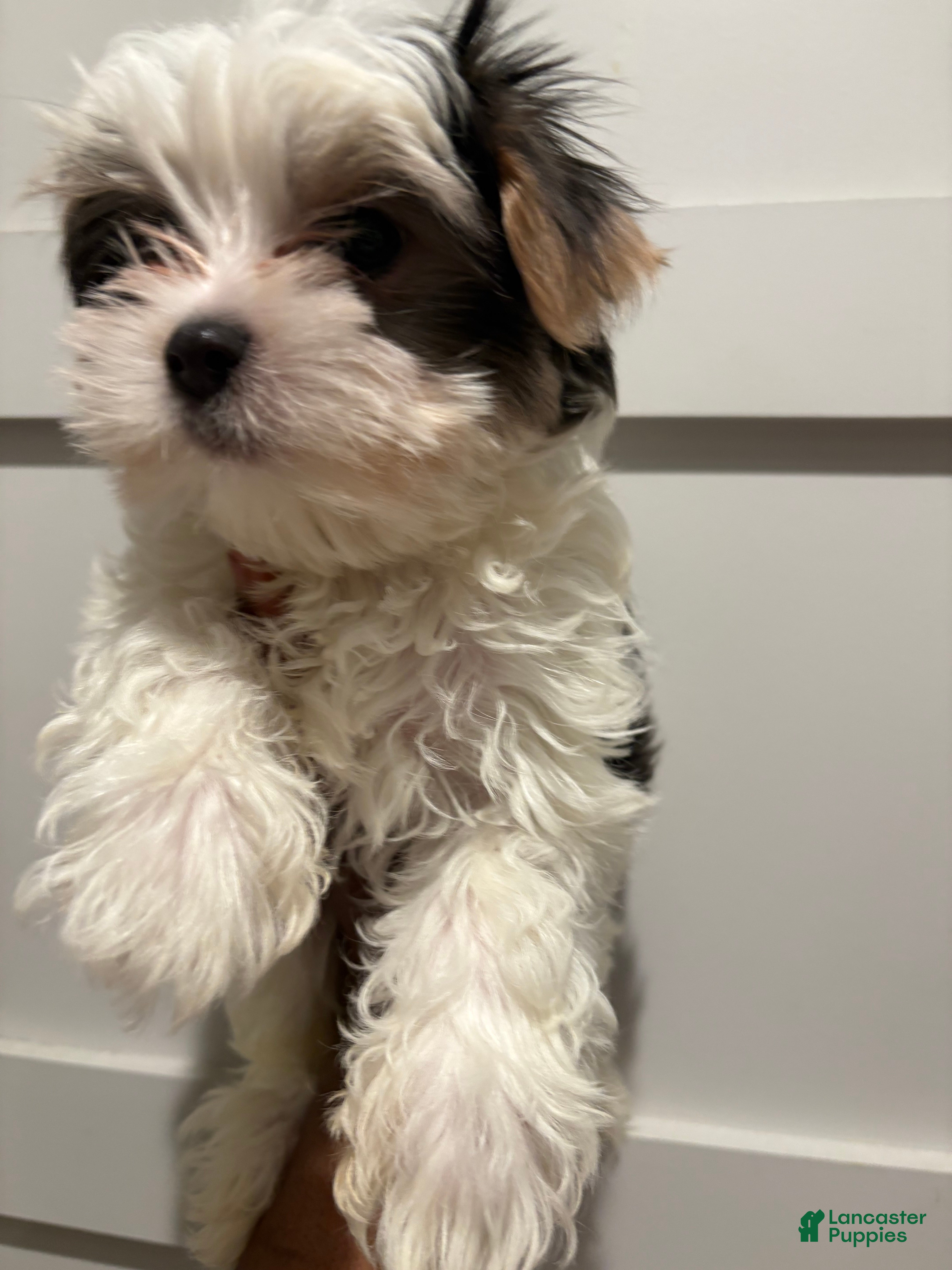 Morkie dogs for sale: Sir blueberryMorkie  - Ad 1