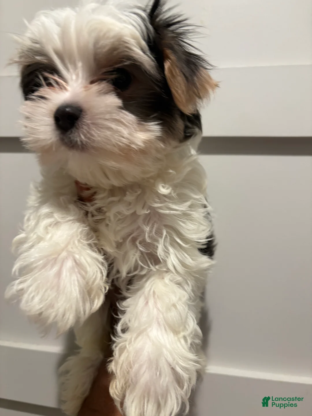 Morkie dogs for sale: Sir blueberryMorkie  - Ad 1
