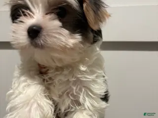 Morkie dogs for sale: Sir blueberryMorkie - Ad 1