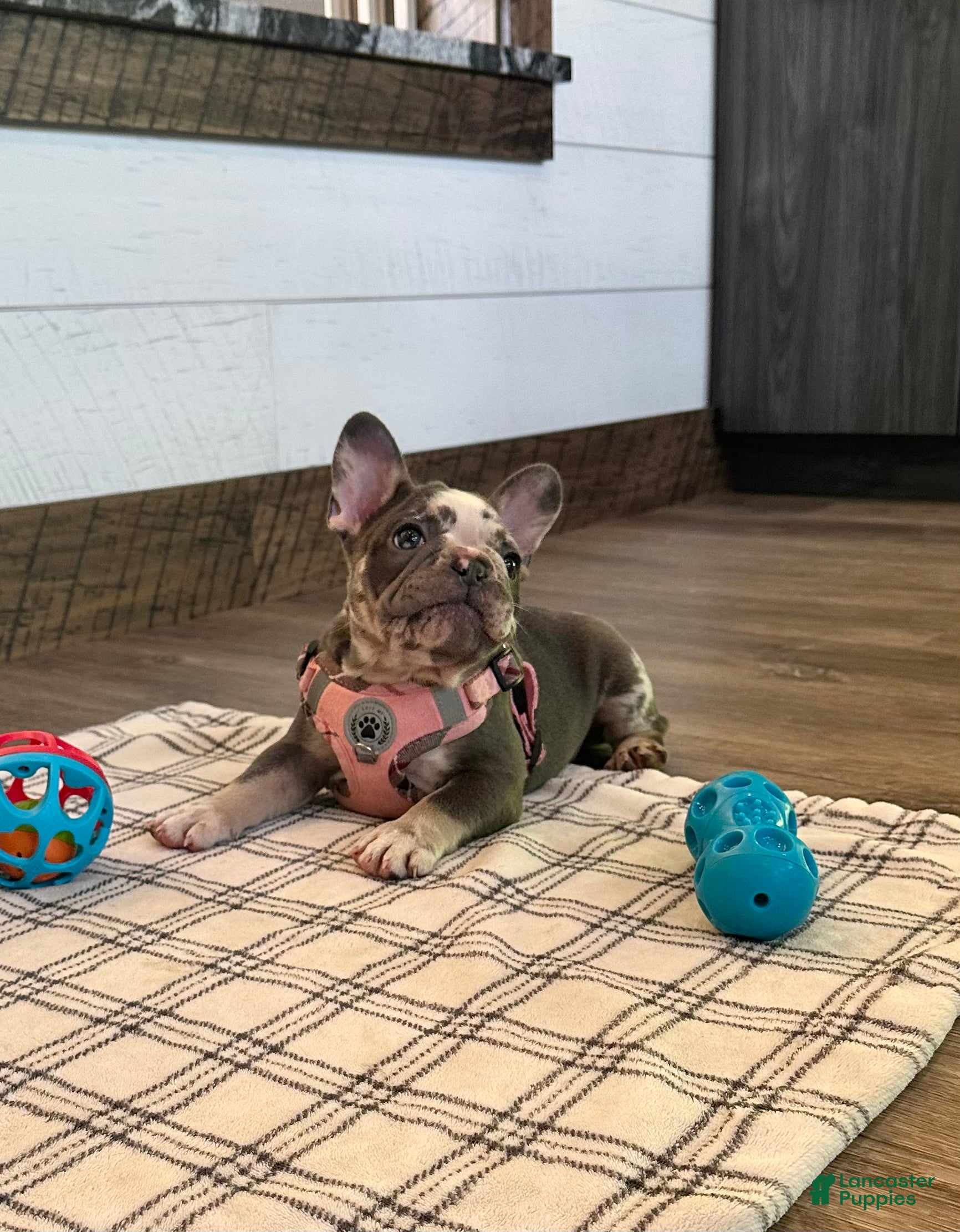 French Bulldog dogs Posie - Ad 2