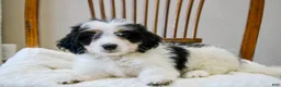 Mini Bernedoodle dogs for sale: Skye  - Ad 4
