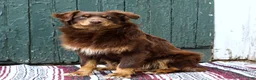 Aussiedoodle dogs for sale: Brooke Standard Sized - Ad 11