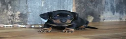 Miniature Dachshund dogs for sale: Treyton - Ad 1