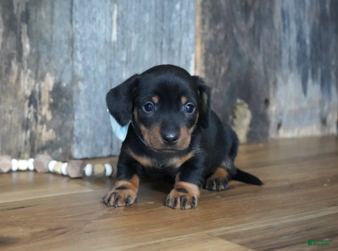 Miniature Dachshund dogs for sale: Treyton - Ad 1