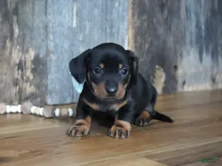 Miniature Dachshund dogs for sale: Treyton - Ad 3
