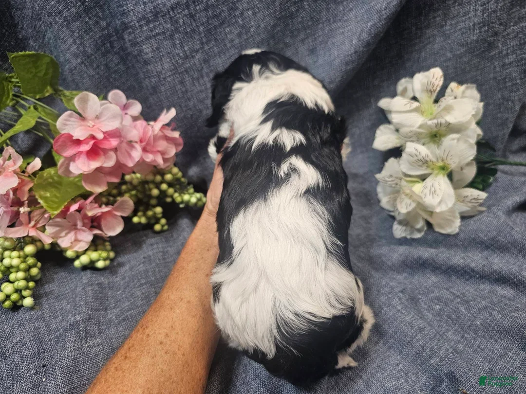 Cavapoo dogs for sale: Knox (Male) - Ad 1