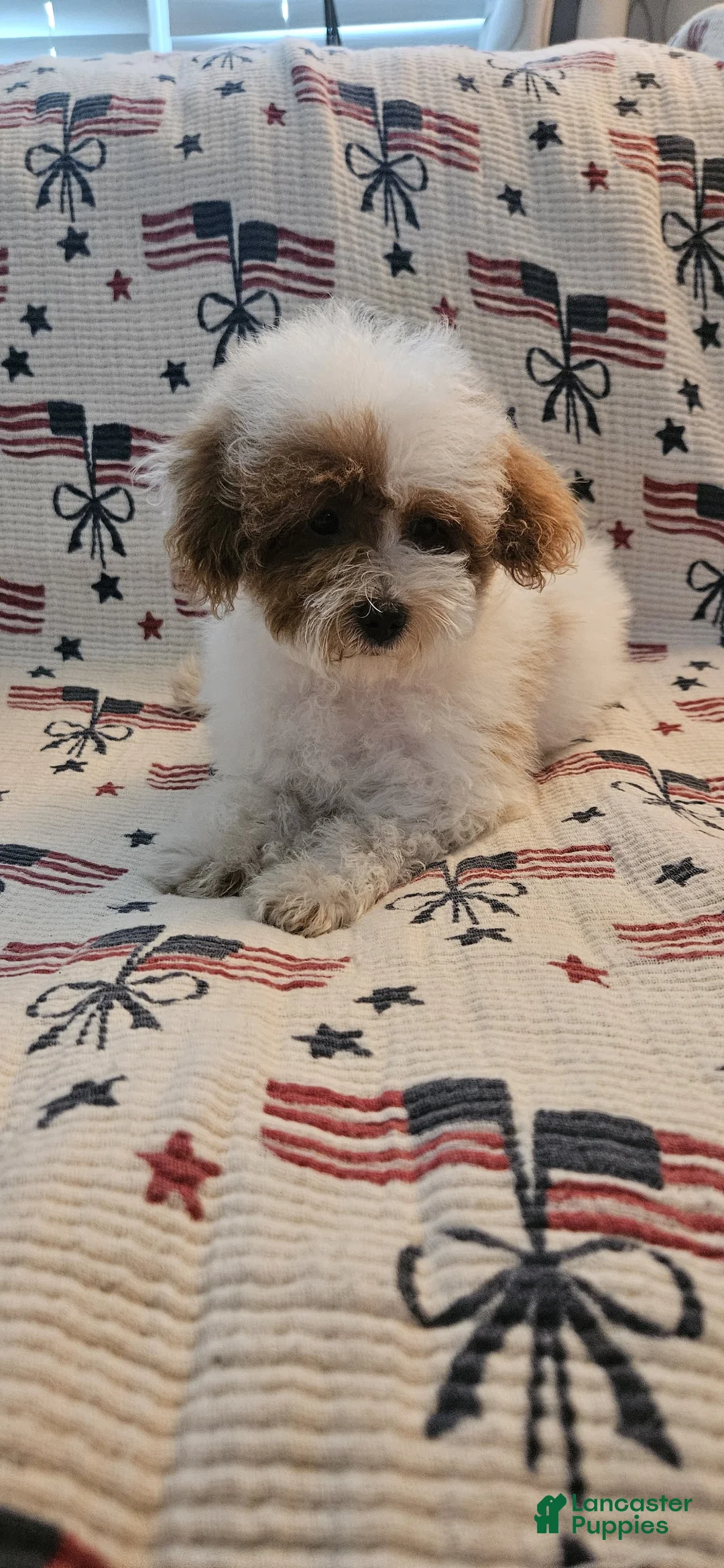 Toy Poodle dogs for sale: Buddy - Ad 1