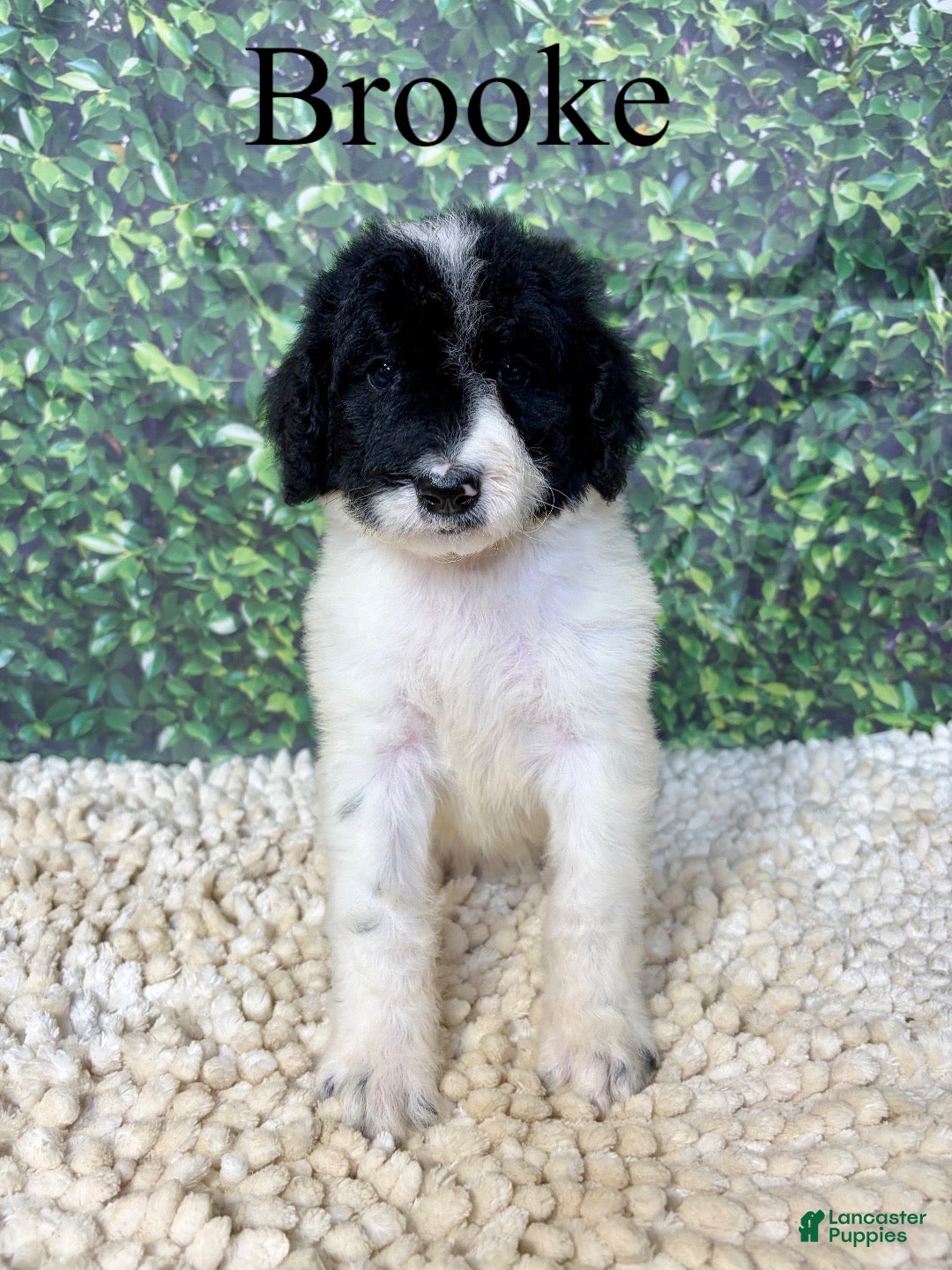 Saint Berdoodles dogs Brooke - Ad 1