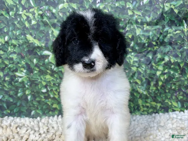 Saint Berdoodles dogs for sale: Brooke - Ad 1