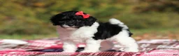 Miniature Poodle dogs for sale: Jillie (AKC) - Ad 7