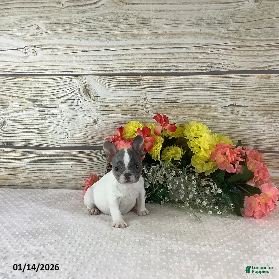 French Bulldog dogs for sale: Jesse - Ad 4