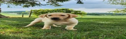 Labrador Retriever dogs for sale: Vinny - Ad 1