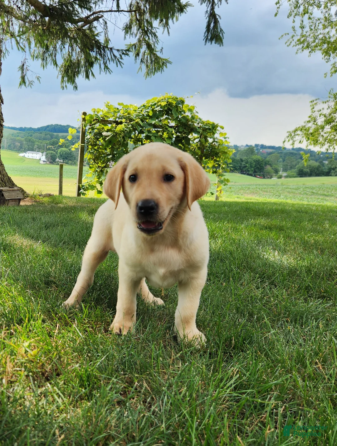 Labrador Retriever dogs for sale: Vinny - Ad 1