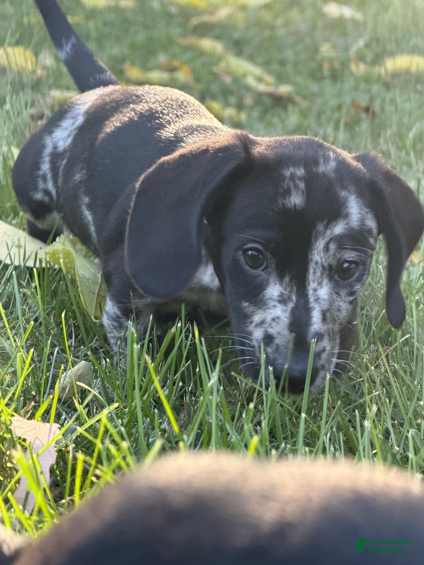 Miniature Dachshund dogs Woody - Ad 1