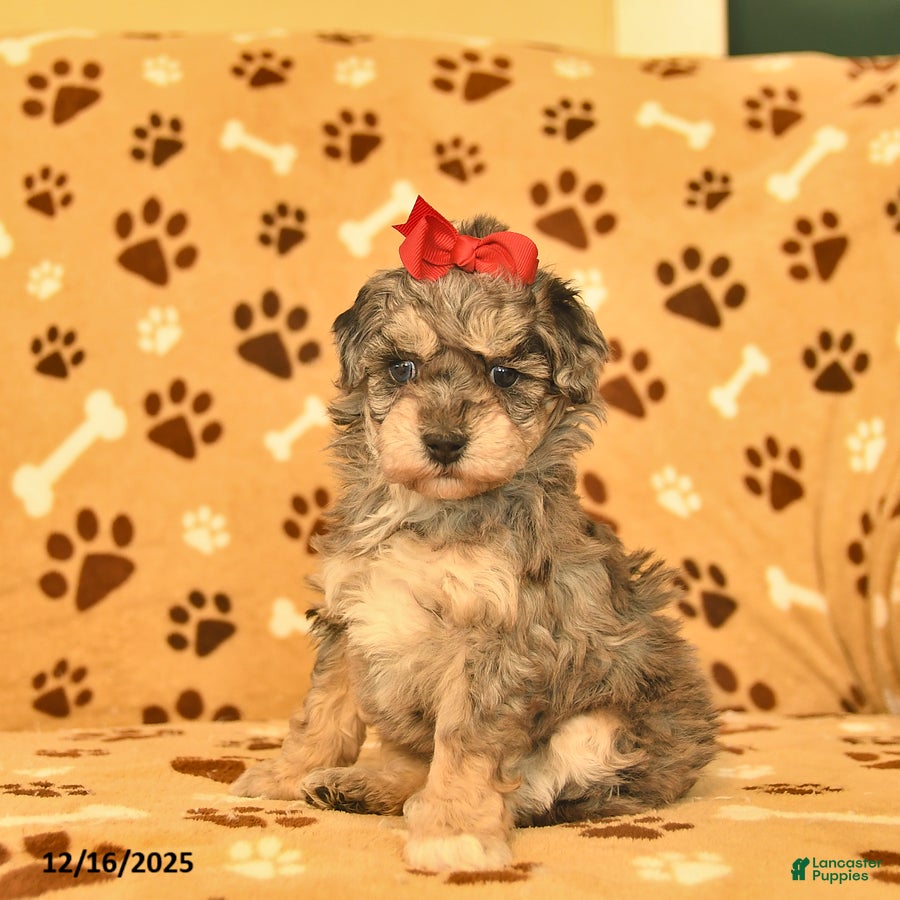 Toy Poodle dogs Mercy - Ad 8