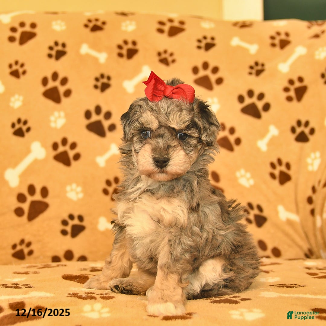 Toy Poodle dogs for sale: Mercy - Ad 1