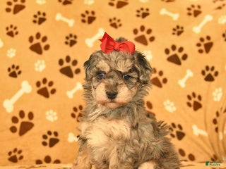 Toy Poodle dogs Mercy - Ad 1