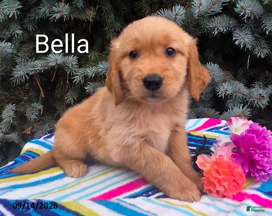 Golden Retriever dogs Bella - Ad 17
