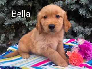 Golden Retriever dogs Bella - Ad 17