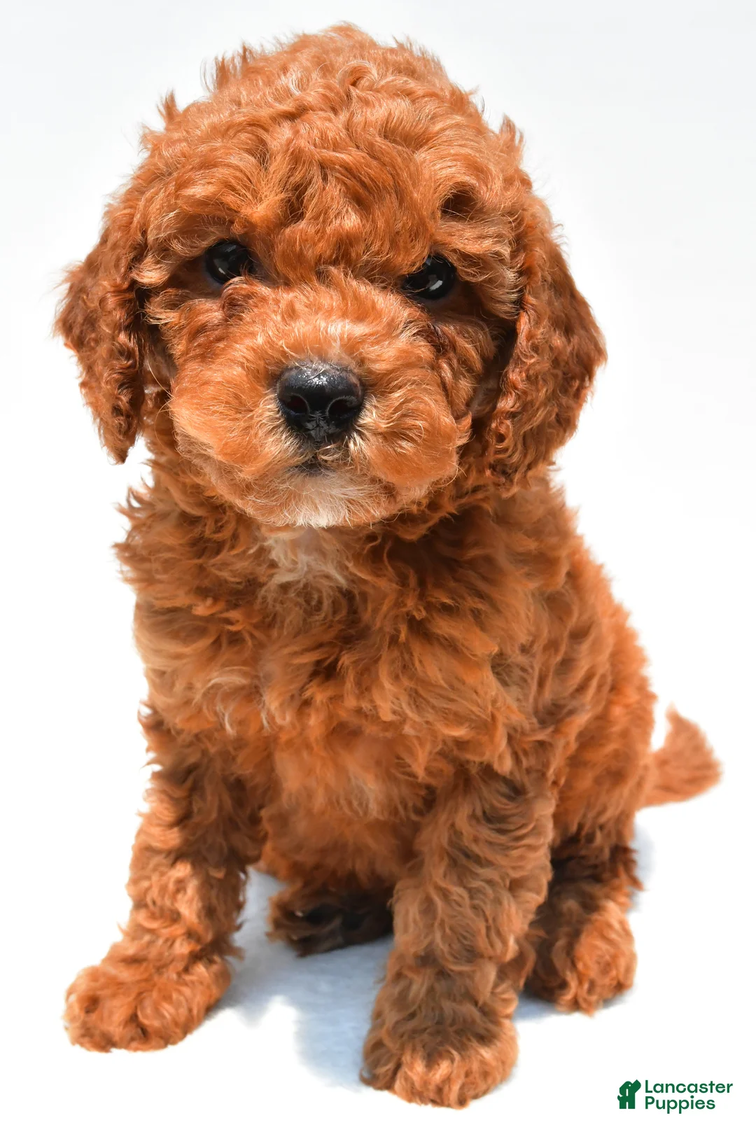 Mini Goldendoodle dogs for sale: Neil - Ad 1