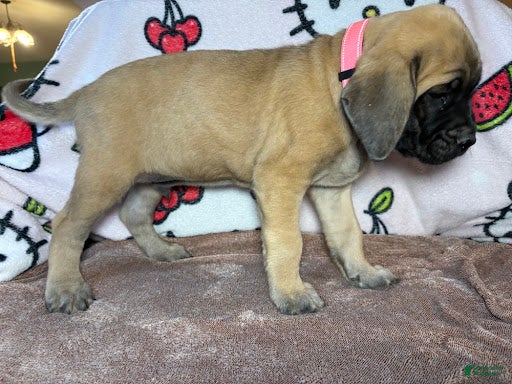 English Mastiff dogs Zeus (Pink) - Ad 32