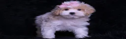 Maltipoo dogs for sale: Miss Priss - Ad 4