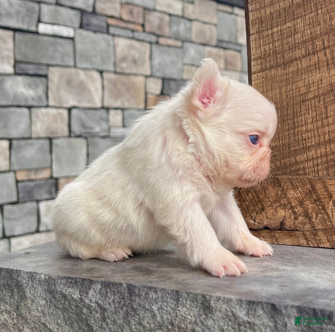 French Bulldog dogs for sale: Loki - Ad 2