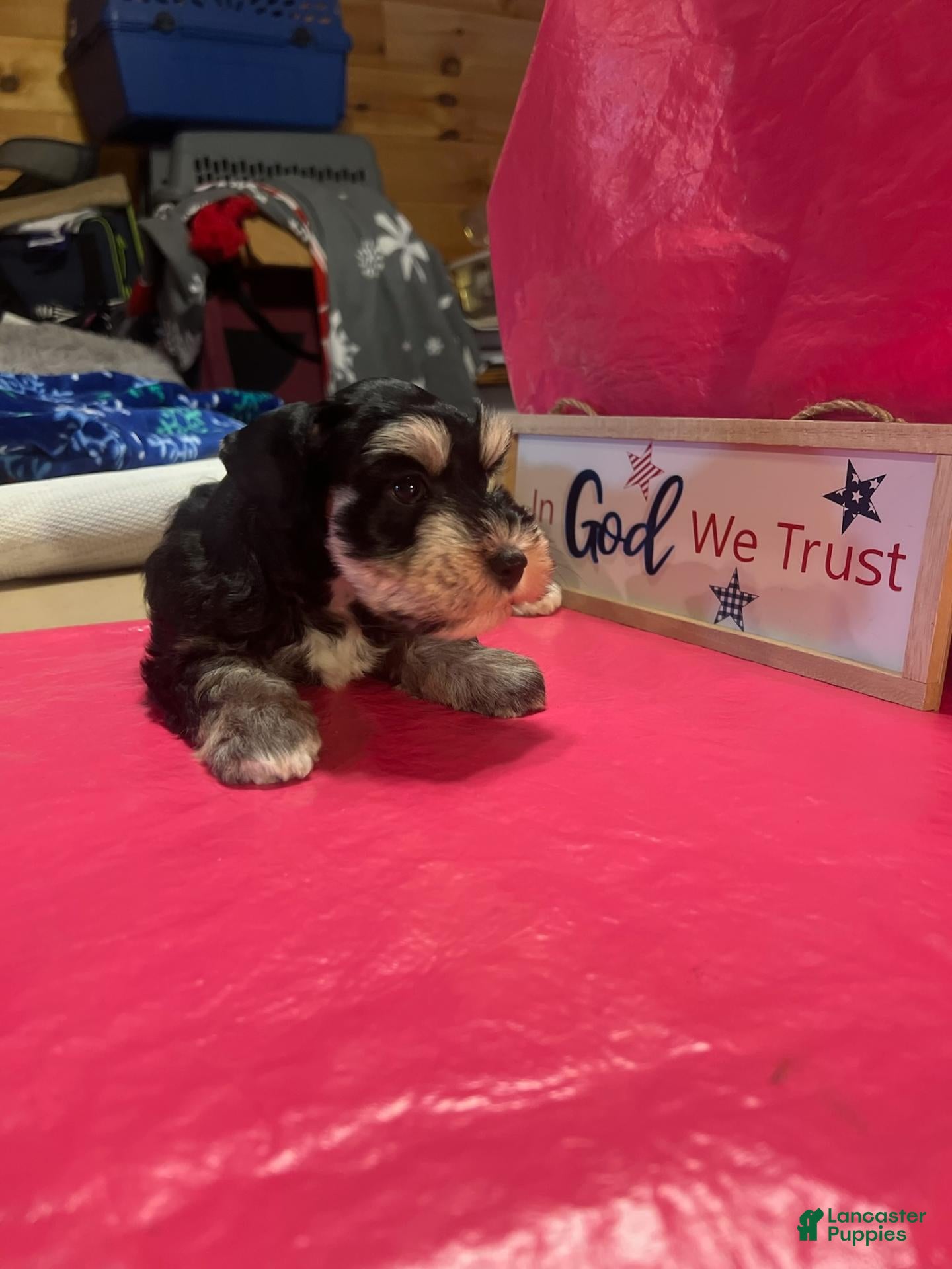 Miniature Schnauzer dogs for sale: Kerry (One blue eye, one brown eye) - Ad 2