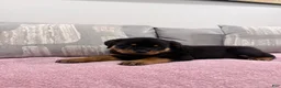 Rottweiler dogs for sale: Rottweiler Puppy 1 - Ad 10