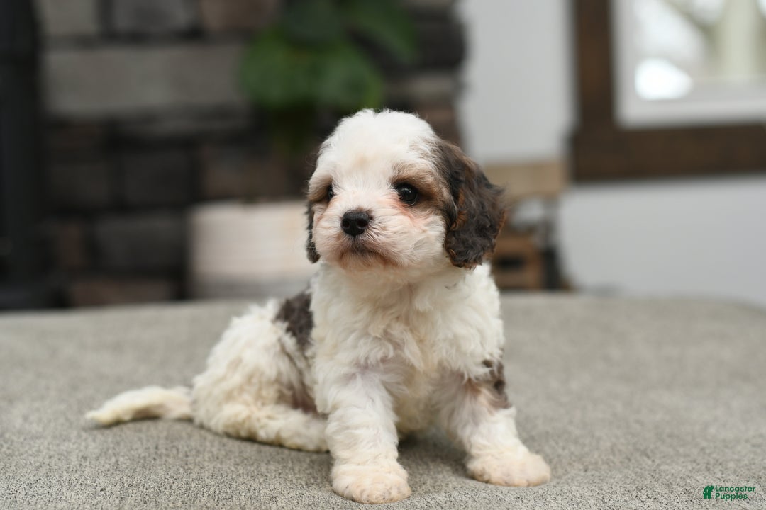 Cavapoo dogs for sale: Bella - Ad 5