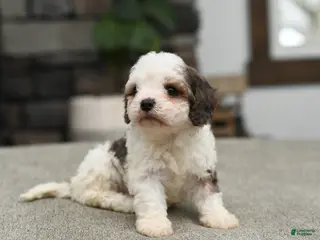 Cavapoo dogs Bella - Ad 3