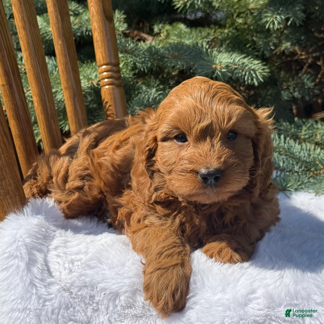 Cavapoo dogs for sale: Toby - Ad 5