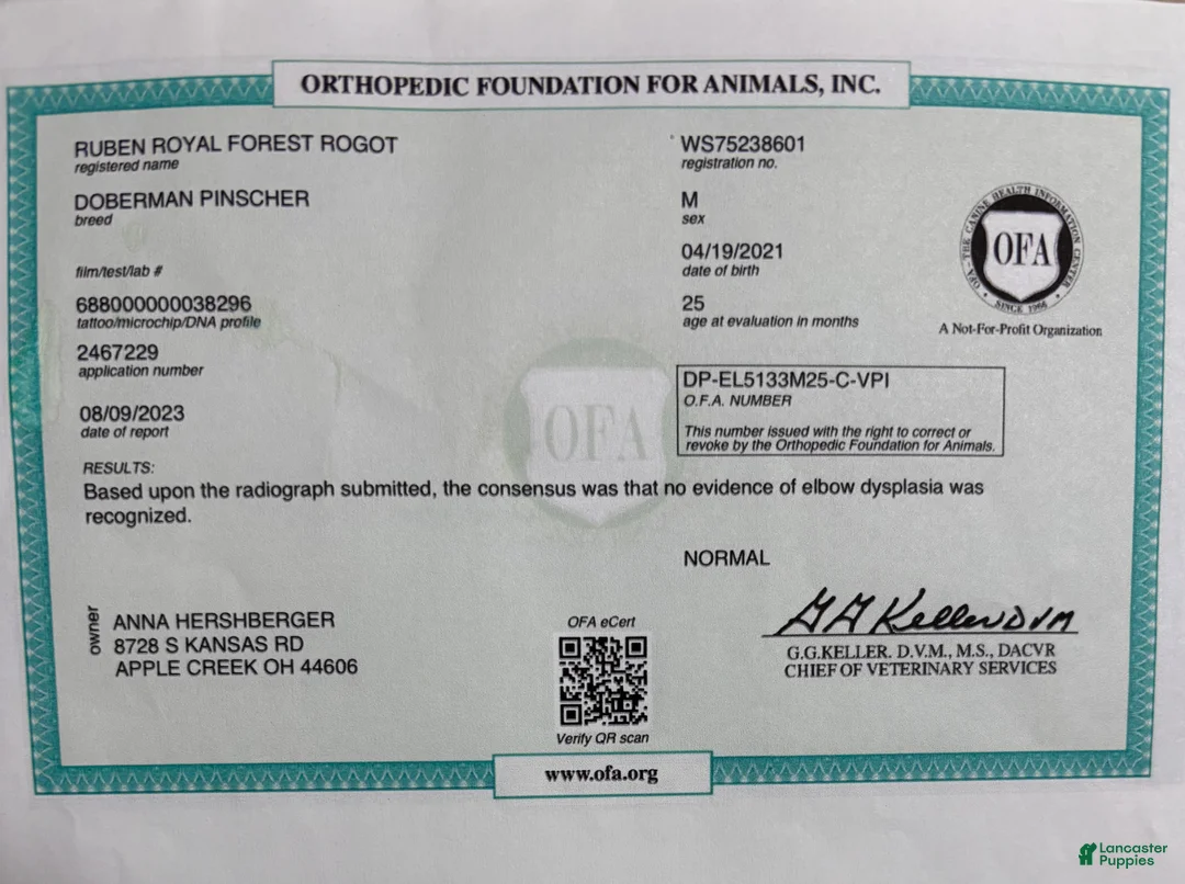 Doberman Pinscher dogs for sale: Doberman Pinscher Puppy 1 - Ad 4