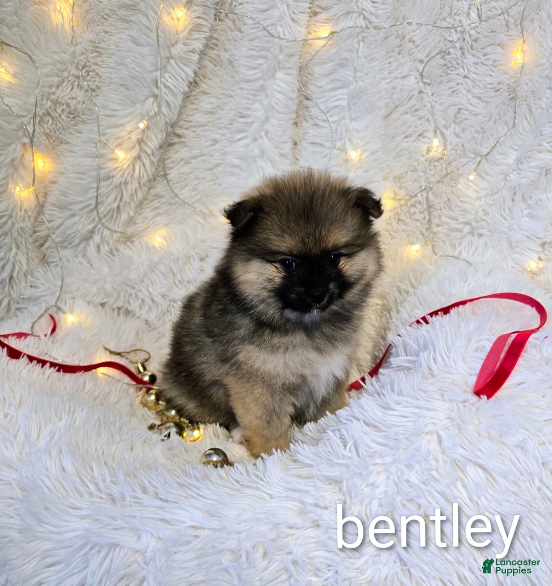 Pomeranian dogs for sale: Bentley - Ad 2
