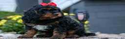 Cavapoo dogs for sale: Wilson 🐾 - Ad 11