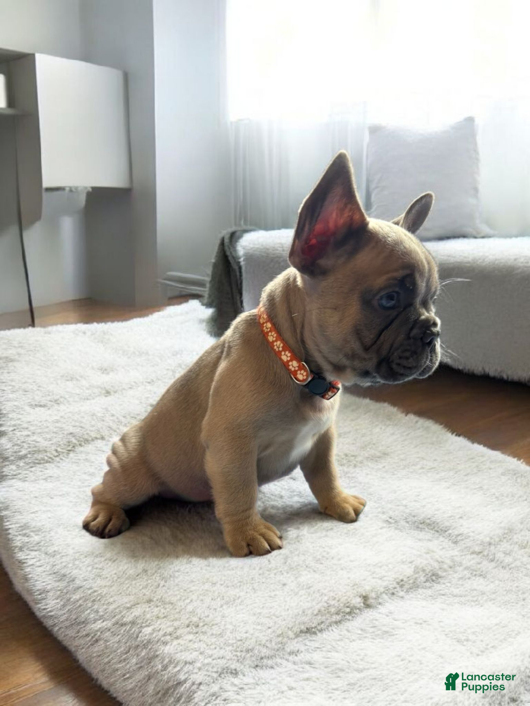 French Bulldog dogs for sale: Rocky French Bulldog  - Ad 2