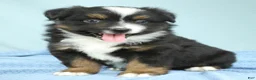 Miniature Australian Shepherd dogs for sale: Cedar 🌳 - Ad 5