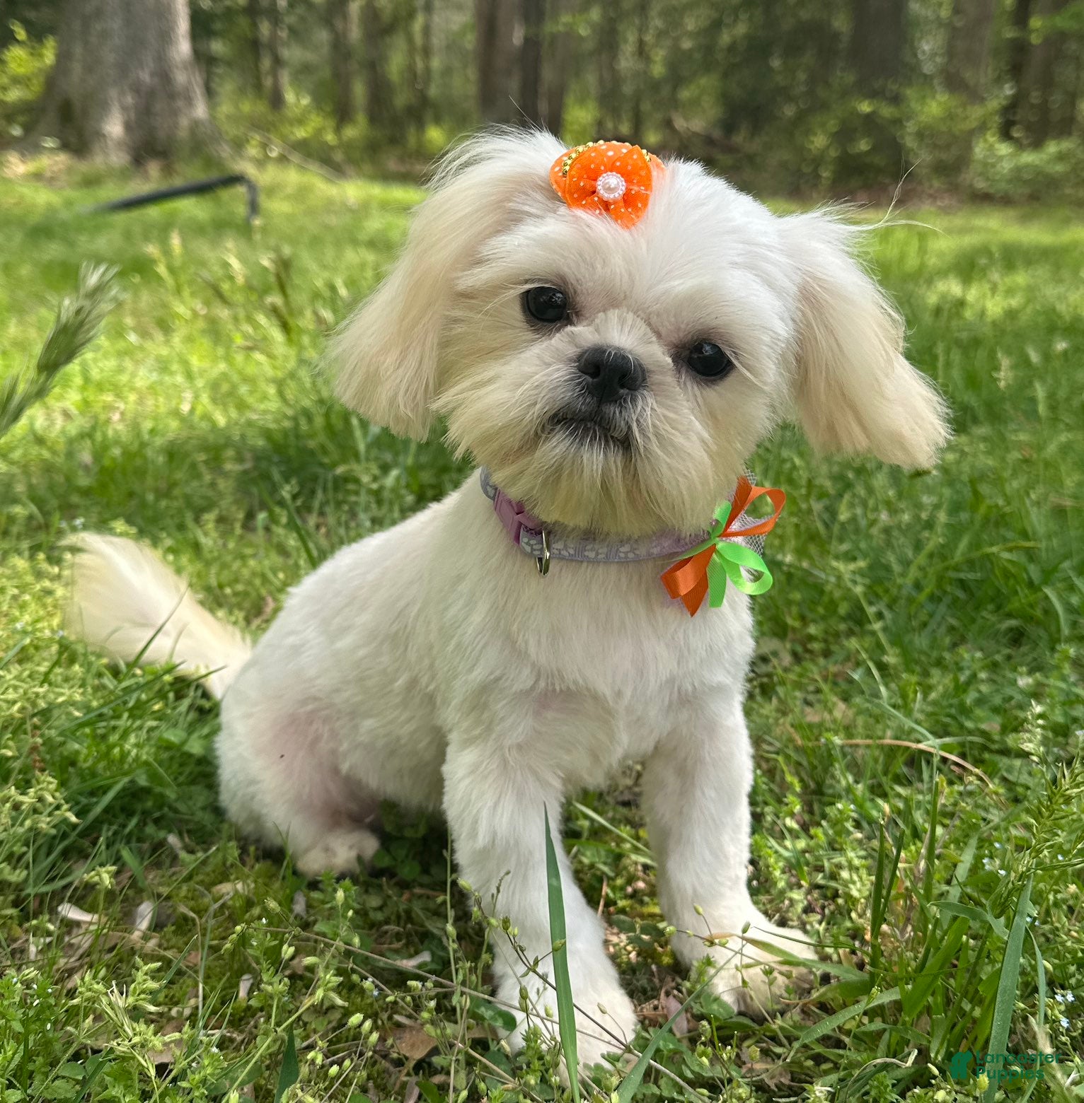 Shih Tzu dogs Cinderella  - Ad 1