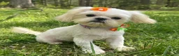 Shih Tzu dogs for sale: Cinderella  - Ad 1
